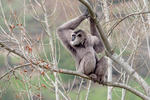 Silvery Gibbon