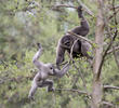 Silvery Gibbon