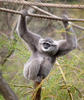 Silvery Gibbon