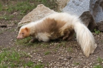 Skunks zwyczajny