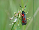 Slender Scotch Burnet