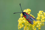 Slender Scotch Burnet