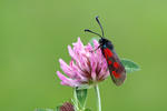 Slender Scotch Burnet