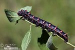 Sloe Emperor Moth