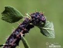 Sloe Emperor Moth