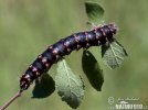 Sloe Emperor Moth