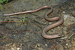 Slow Worm