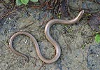 Slow Worm