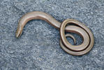 Slow Worm