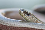 Slow Worm