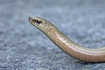 Slow Worm