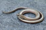 Slow Worm