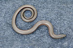 Slow Worm