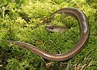 Slow Worm