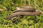 Slow Worm