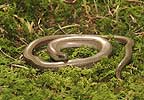 Slow Worm