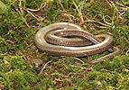 Slow Worm