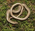 Slow Worm