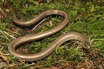 Slow Worm