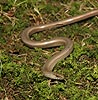 Slow Worm