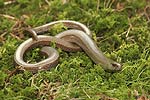 Slow Worm