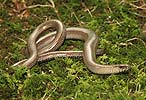 Slow Worm