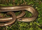 Slow Worm