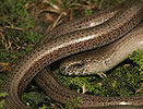 Slow Worm