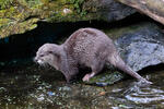 Smal-clawed Otter