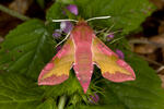 Smal Elephant Hawk-moth