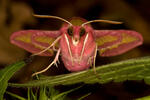 Smal Elephant Hawk-moth