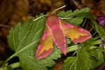 Smal Elephant Hawk-moth