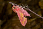 Smal Elephant Hawk-moth