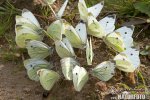 Small Cabbage White