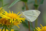 Small Cabbage White