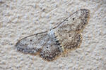 Small Dusty Wave