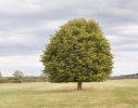 Small-leaved Lime