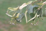 Small-leaved Lime