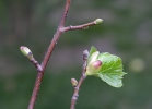 Small-leaved Lime