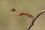 Small-leaved Lime