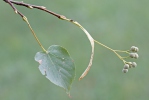 Small-leaved Lime