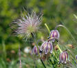 Small Pasque Flower