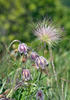 Small Pasque Flower