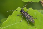 Small Poplar Borer