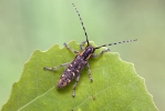 Small Poplar Borer