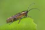 Small Poplar Borer