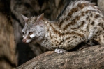 Small-spotted Genet