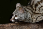 Small-spotted Genet