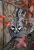 Small-spotted Genet