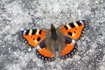 Small Tortoiseshell